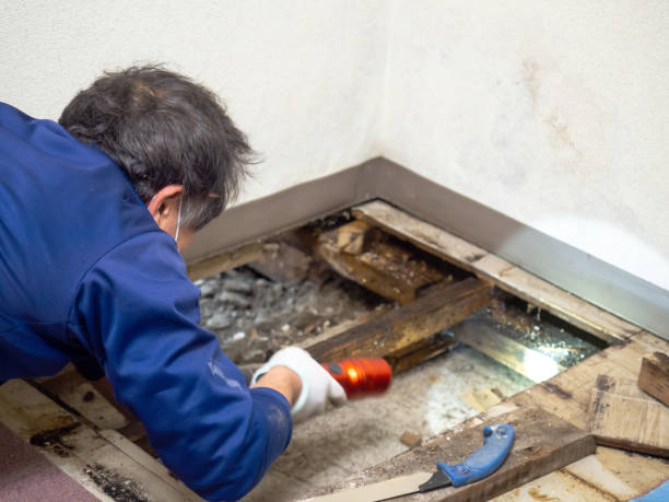 Best DIY Mold Remediation Support Services in Cottonde, AL