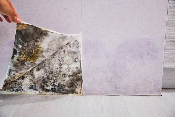Best Mold Remediation for Specific Building Types in Cottonde, AL